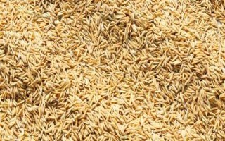 种子生虫怎么办,物理治虫法和化学治虫法各有优势