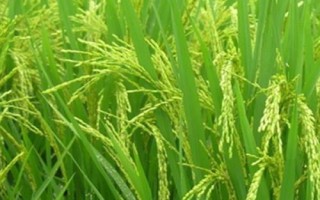 徽科粳K78水稻种简介,全生育期138.5天