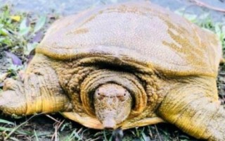 野生甲鱼怎么辨别，可以观察其爪子、底板和背部等