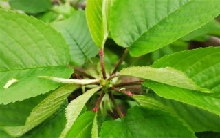 大樱桃怎么二次摘心，在首次采摘樱桃之后的半个月进行