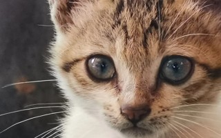 猫瞳孔为什么会变大变小,会因为不同的心情而改变