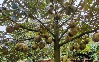 榴莲的繁殖方法，主要有扦插、芽接、劈接等6种方式