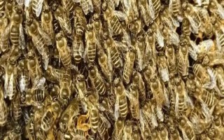 失王的中蜂群怎样处理，可介入新王并急造王台