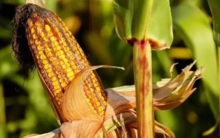 金银甜1号玉米品种的特性,每亩施尿素20公斤