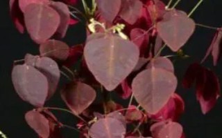 四季酢浆草的种类，主要有以下5种