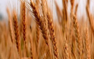 济麦117小麦种简介，中抗白粉病