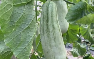 甜瓜的常见品种，常见的有兰州白兰瓜、早雪甜瓜等