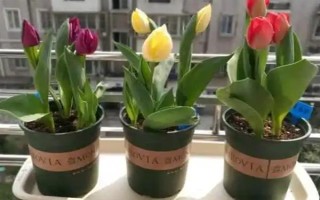 盆栽郁金香能不能在室外过冬，种球可以忍耐-35℃的低温