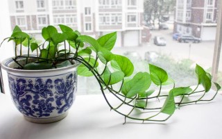 绿萝有没有毒，其汁液有毒