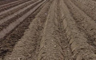 西兰花的株距和行距，株行距一般在40-50厘米