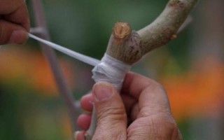 常用的夏天嫁接果树方法，选择亲和力比较强的砧木和接穗