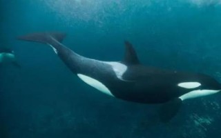 什么是虎头鲸，是一种小型鲸类、外观近似虎鲸