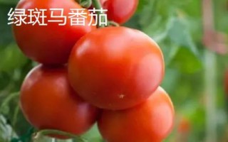 优质高产的番茄品种,包括粉果将军、大红明星等种类