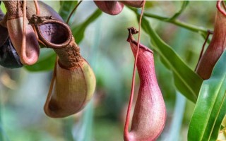 猪笼草的形态特征，株高在3米左右