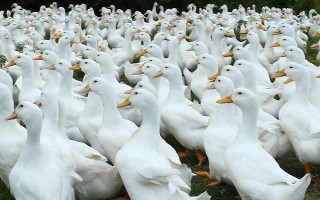 给肉鸭配制饲料的原则，不能一次性配制过多