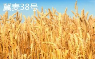 优质小麦品种推荐,南、北方在选种上不同