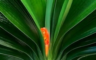 君子兰夹箭要遮光多少天，要为其进行7天左右的遮光处理