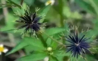 什么是鬼针草，广泛分布在亚热带地区