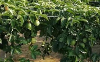 百香果苗的价格,品种不同导致价格不同