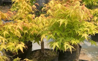 黄金枫移栽注意事项,在每年的秋天进行
