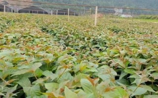 钩藤怎么选种，可剪下优良健壮的果枝