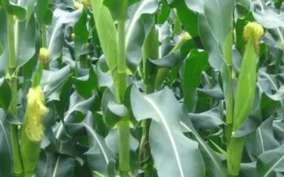 良玉88号玉米种子特点，辽宁省春播生育期132天左右