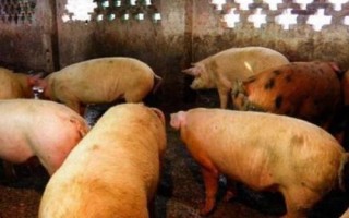 猪拉稀不吃食怎么办，需要立刻将猪隔离到单独的圈舍中
