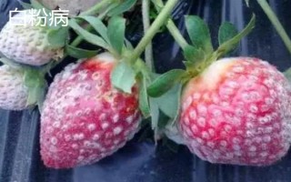 大棚草莓为什么烂果,主要原因是田间积水、发生病害