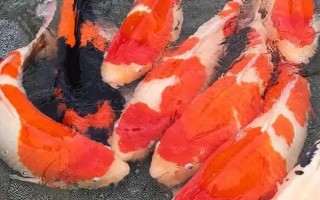 挑选锦鲤精品的方法,从颜色、体态、品种等方面下手