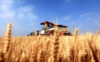小麦收割的方式，可人工收割或使用联合收割机