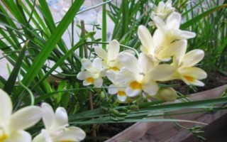 香雪兰什么时候种，栽种期为9月上中旬