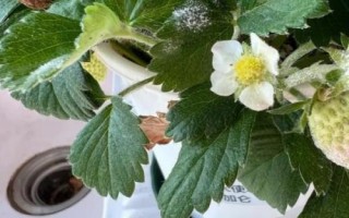 怎么治疗草莓白粉病，发病后可喷施醚菌酯等药剂