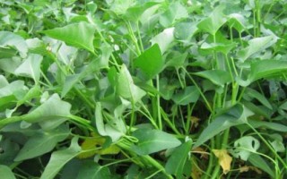 8月底适合种什么蔬菜，茼蒿、芥菜、菠菜等品种均可选择