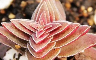 茜之塔多肉有没有毒，植株不带有任何毒性