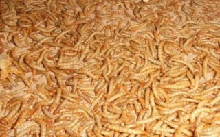 养殖黄粉虫的方法和收益，利润可观但市场已经趋向饱和