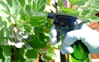 花卉黄叶病如何防治，遇旱时需及时浇水