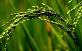 湘州优918水稻种子介绍，每亩基本苗6万左右