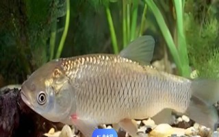 草鱼是不是淡水鱼，属于典型的淡水鱼类