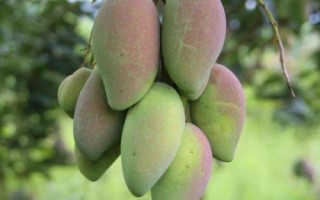 怎么看芒果熟没熟，催熟方法非常多