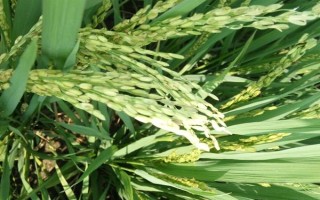 水稻炸壳的原因，可能是发育不良、缺少营养、药物使用不当等因素造成