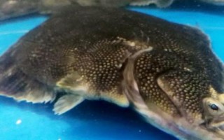 多宝鱼的养殖要点，需将养殖用水的盐度控制在15-35%