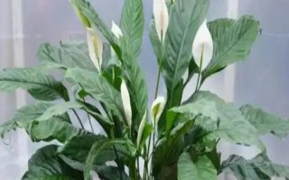 绿巨人和白掌的区别是什么，株高、枝叶和花朵均不同