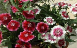 石竹梅的养殖方法,将其放置在室外朝阳的地方养护