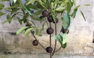 山竹长在哪里，是长在树上的