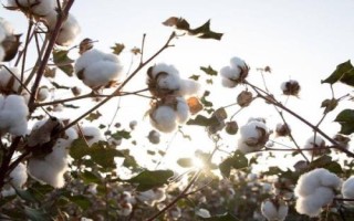 中棉所96019棉花种简介,草害防治视情况而定