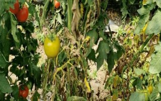 番茄枯萎病是什么病，又被称作萎蔫病