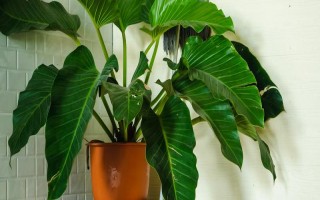 滴水观音不发芽如何处理，每天提供6小时左右的散射光可促进萌芽生长