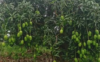芒果病虫害的防治技术，可农业、物理机械和生物防治