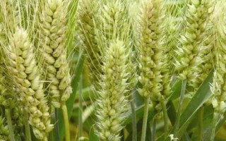 垦星7号小麦种子简介,每亩适宜基本苗15万—20万