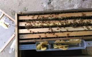 蜂群死了蜂王该怎么办,可介入新王